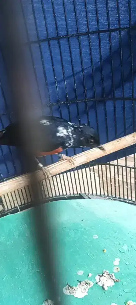 Burung murai blorok extrem