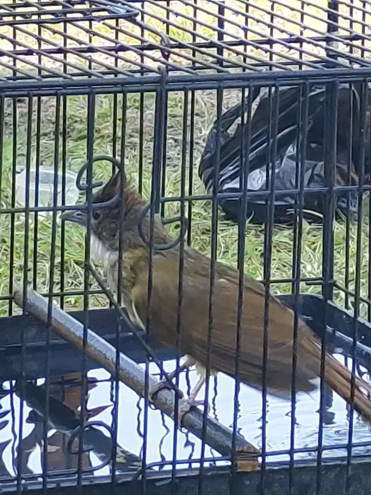 Burung cucak jenggot gacorss