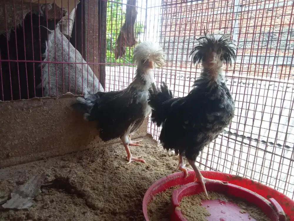 Anak ayam Polan umur 3 bln 2 ekor