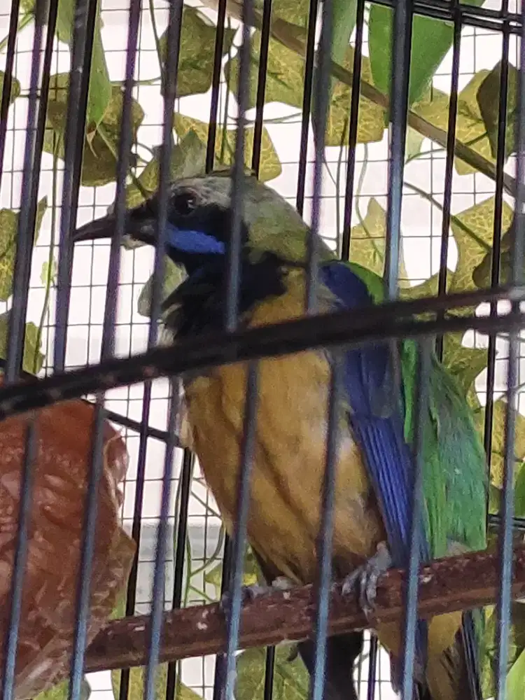 Burung cungko rawatan gacor