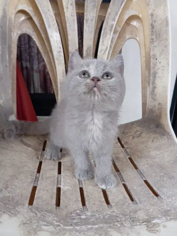 BRITISH SHORTHAIR/BSH