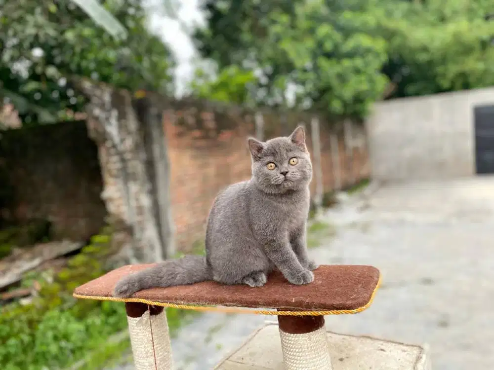 Kucing BSH betina 4 bulan