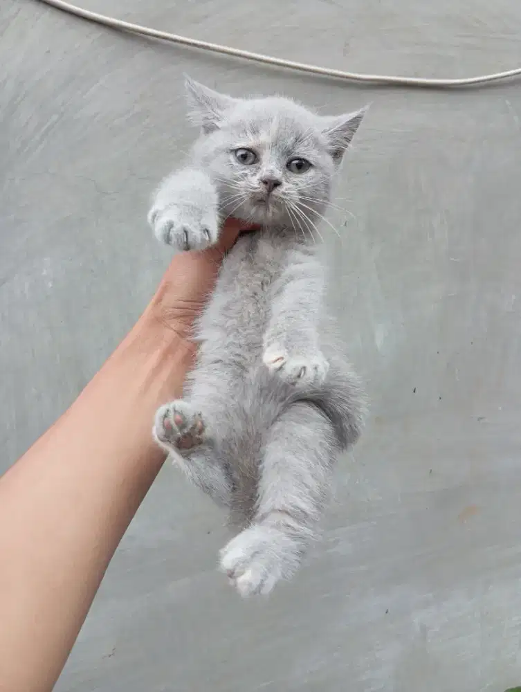BRITISH SHORTHAIR BLUE