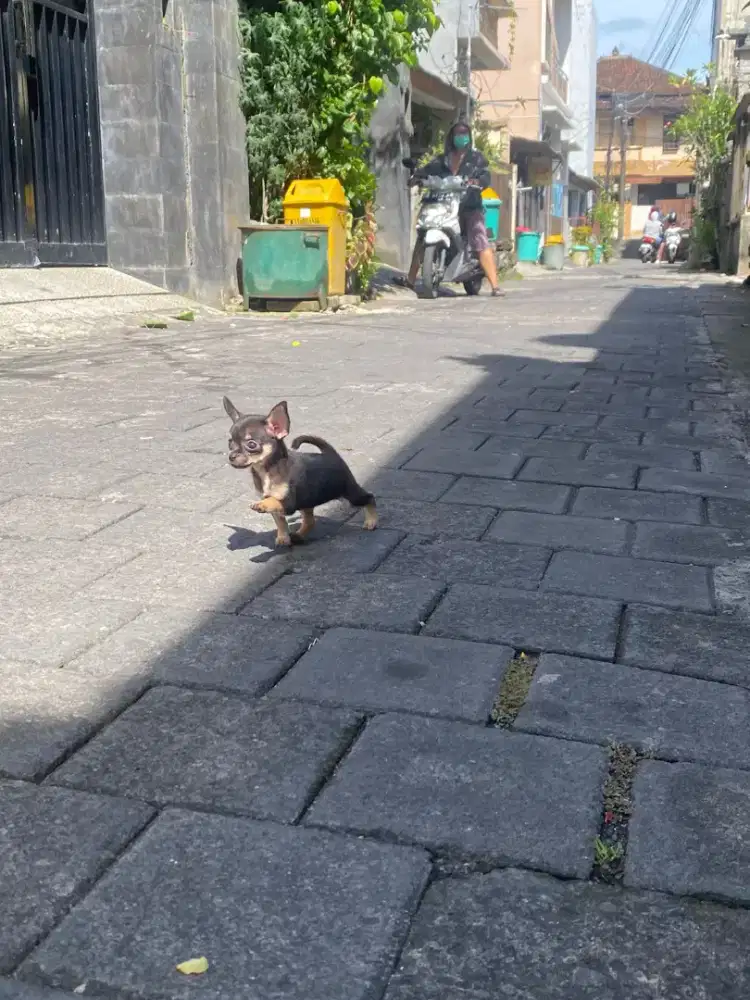 anak anjing chihuahua