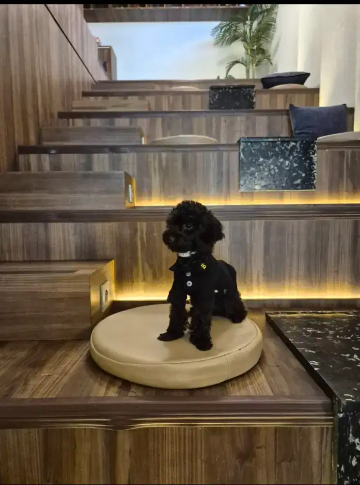 DIJUAL TINY POODLE HITAM BLACK JANTAN MALE REMAJA