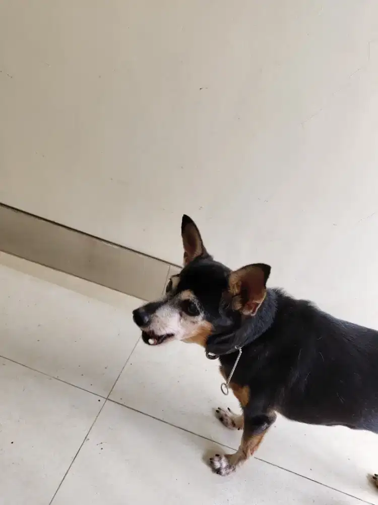 ART SERABUTAN BERSIH2