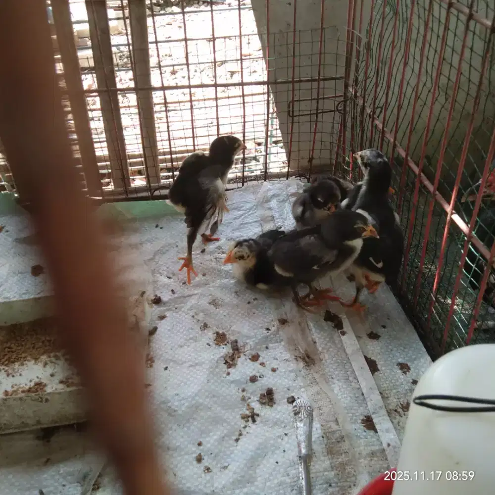 jual anakan ayam 7 ekor umur 2 minggu lebih