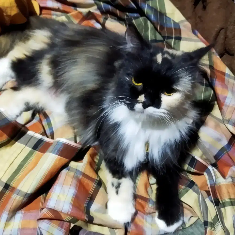 Persia medium betina