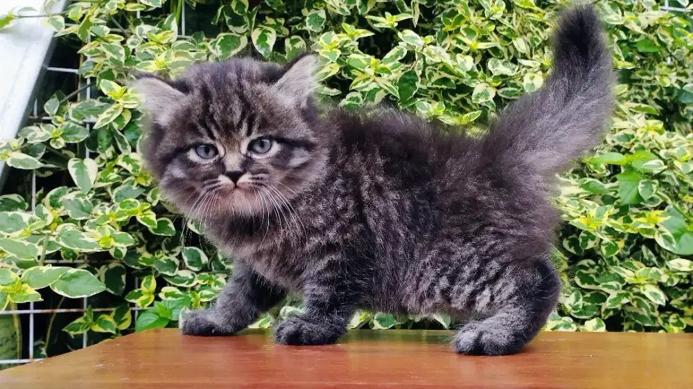 Kucing persia kitten