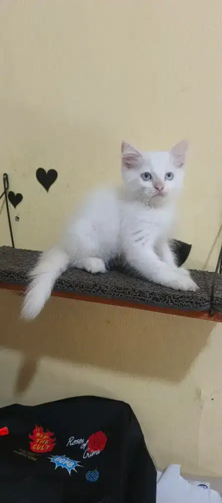 Kucing kitten/anak kucing persia