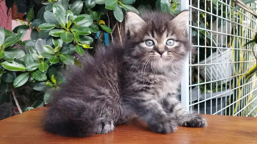 Kucing persia kitten