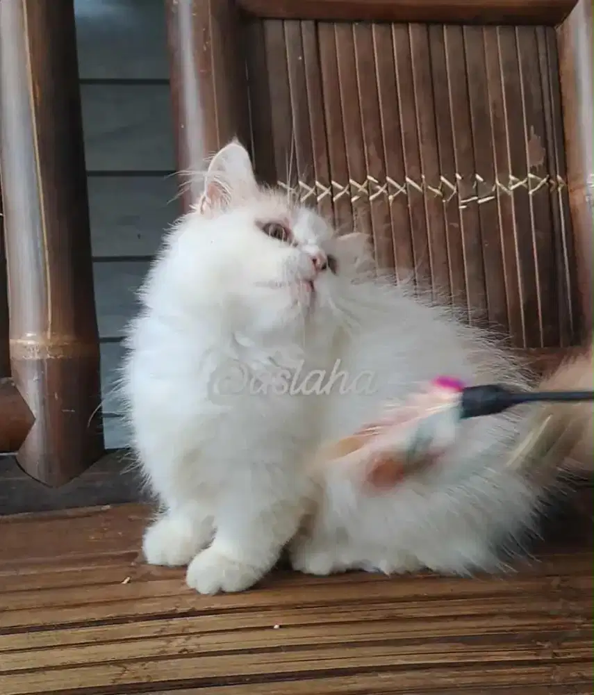 Kucing cebol jantan/kucing munchkin /kitten munchkinl jantan