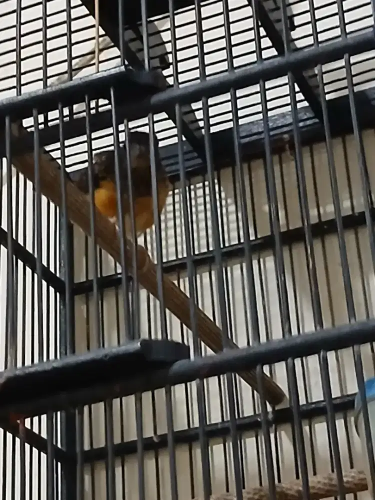 Jual cepat murai trotol gacor