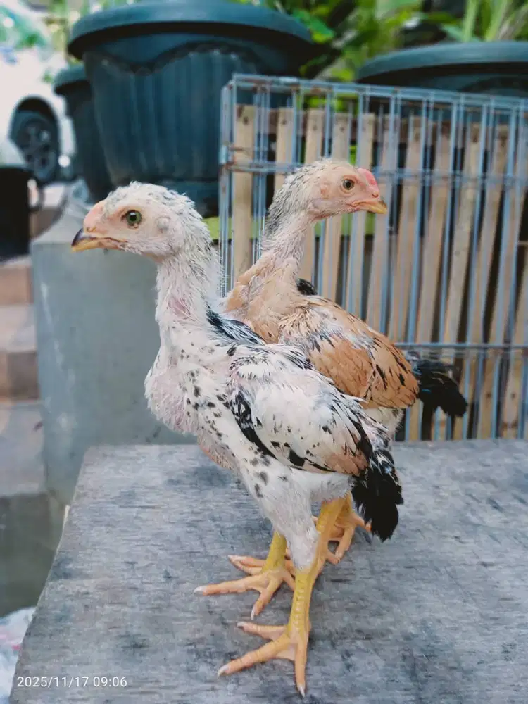 Ayam shamo eropa 3c usia 6 minggu