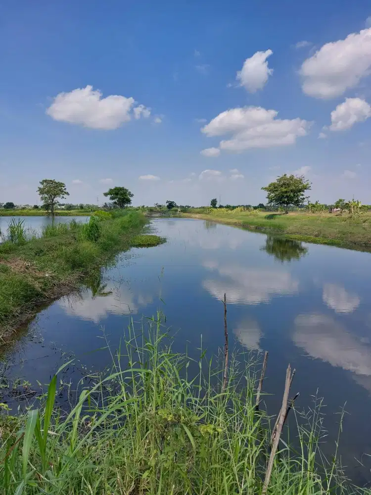 Dijual tanah sawah/ tambak daerah creme