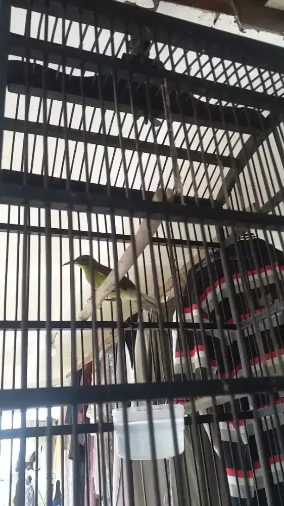 Korlap ijoan jantan fs