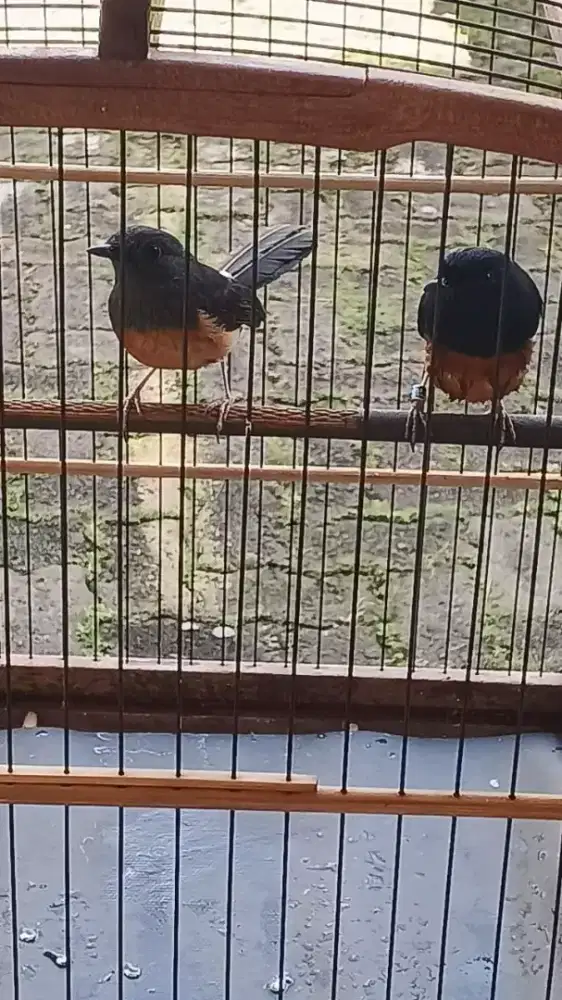 Indukan siapan murai batu medan