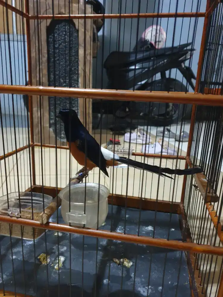 Murai Seri F trah nias Gacor