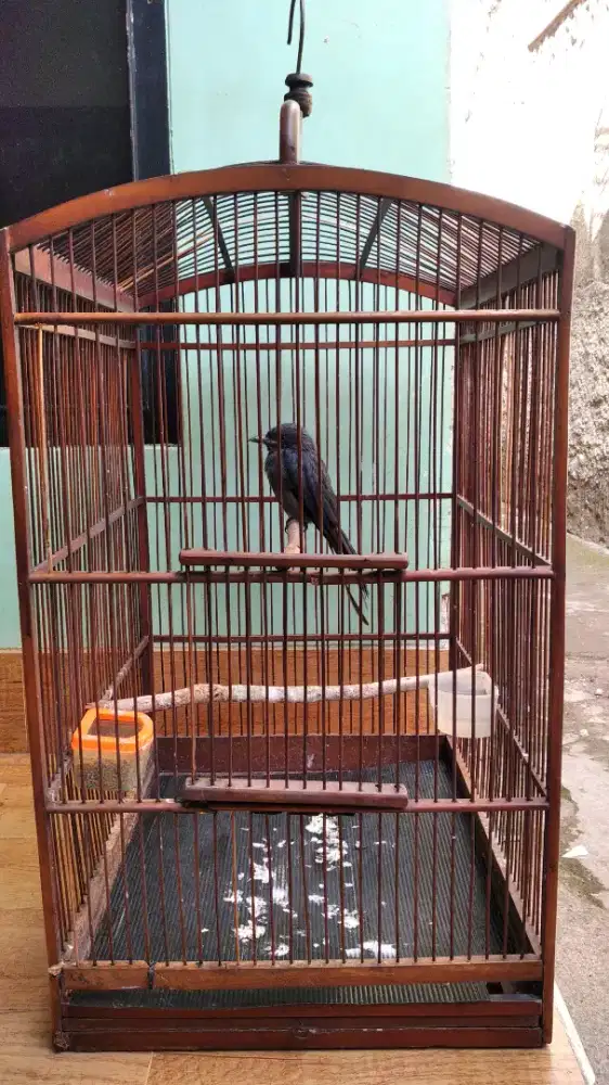 Burung srigunting abu sama kandang