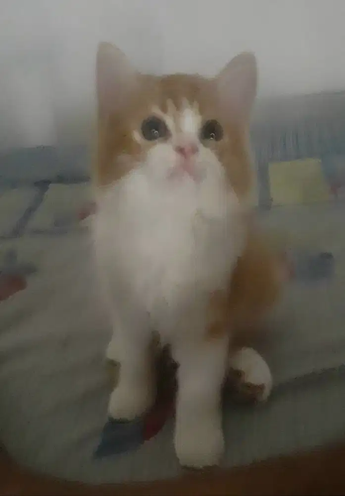 Kitten Persia usia 2,5 bln