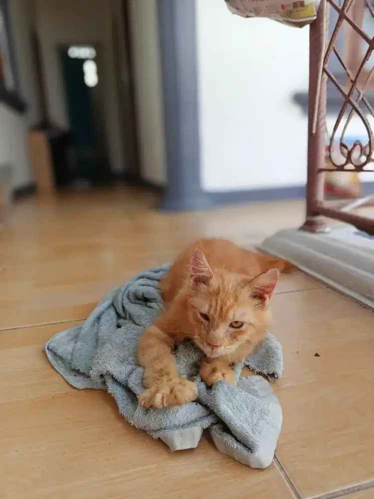 Kucing mainecoon non ped