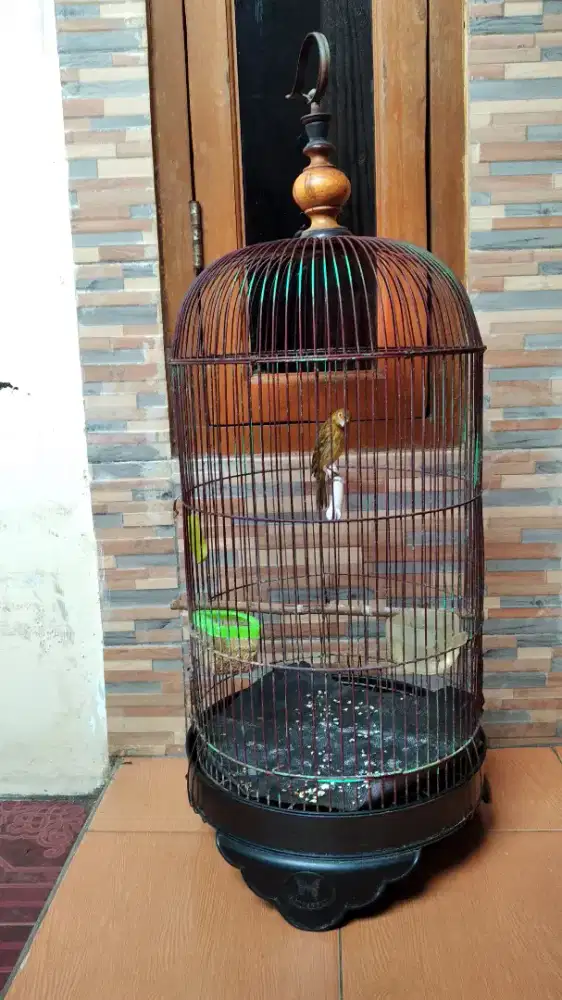 Burung Kenari lokal PAUD Ijo botol sama kandang