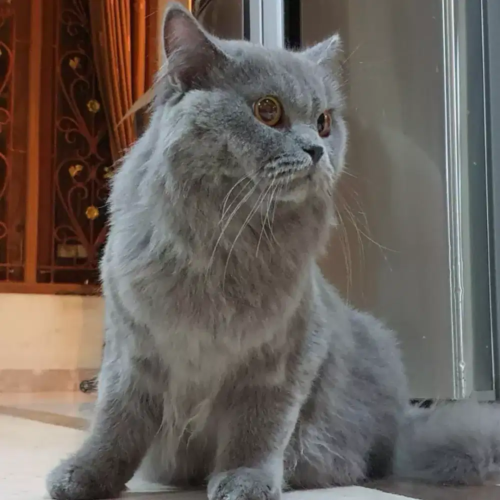 Jual Cepat Kucing British Long Hair Jantan