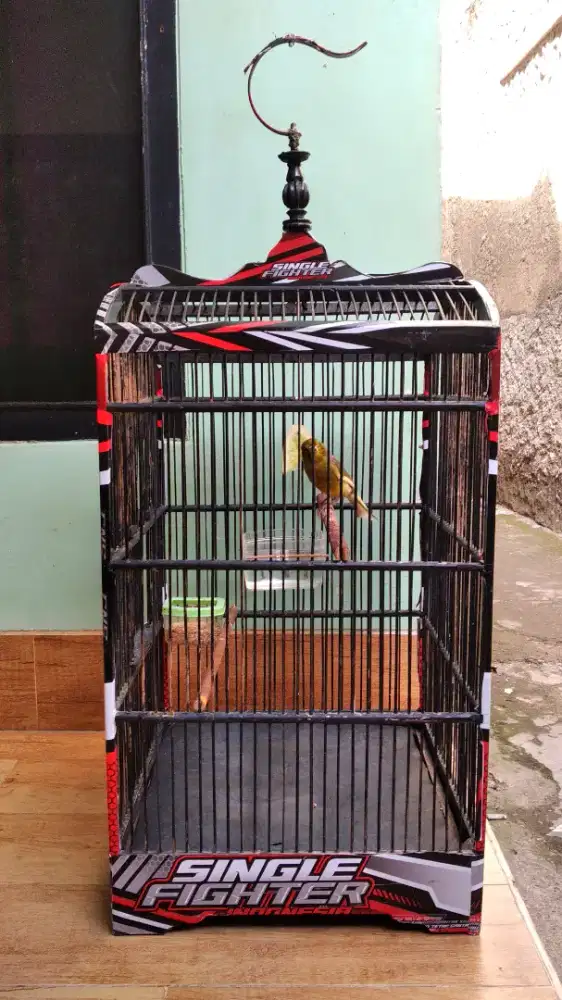 Burung Kenari AFS sama kandang