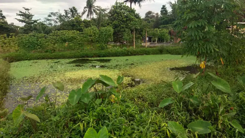 Dijual Tanah Sawah  Bagus Di Pasar Ikan Burikan Sumberadi Mlati Sleman