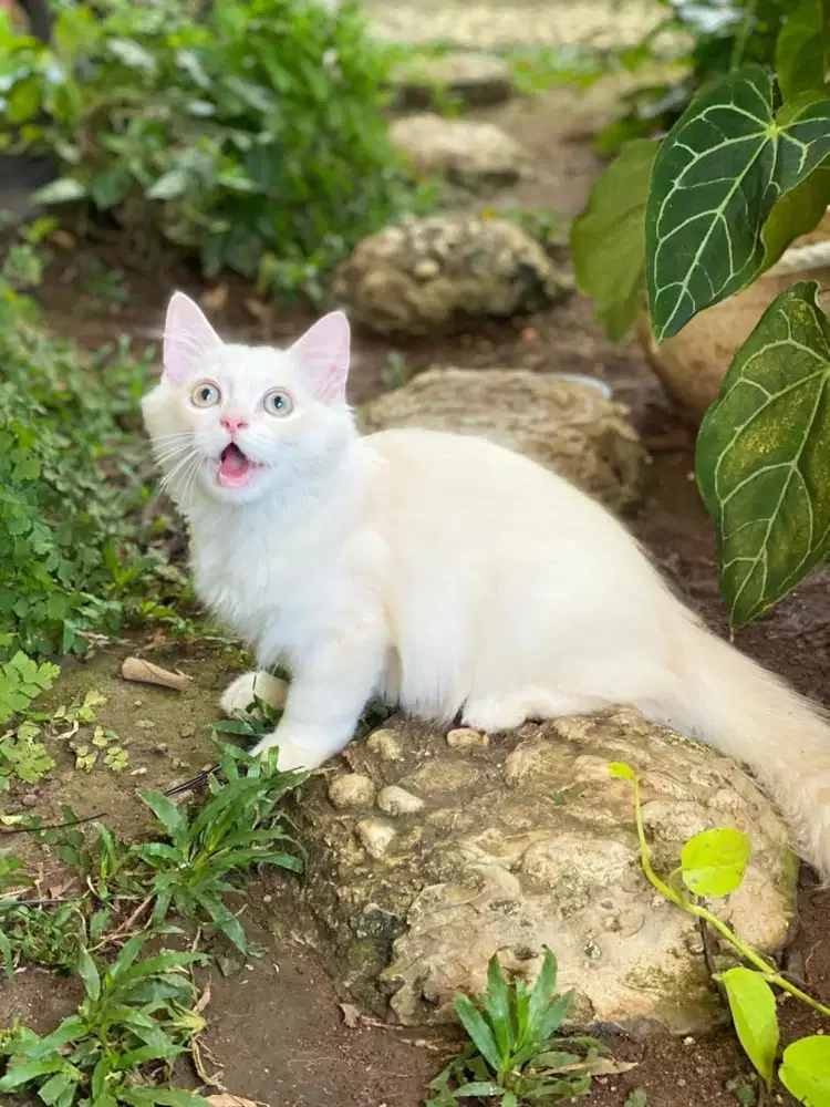 Open adopt/adopsi kucing jantan NS munchkin X himalaya