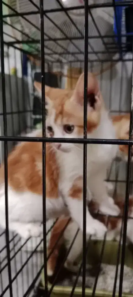 Free adopsi.. Kitten 3 bulan mixdom