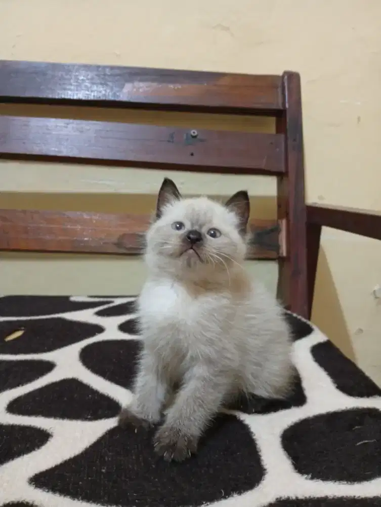Kucing Persia Himalaya