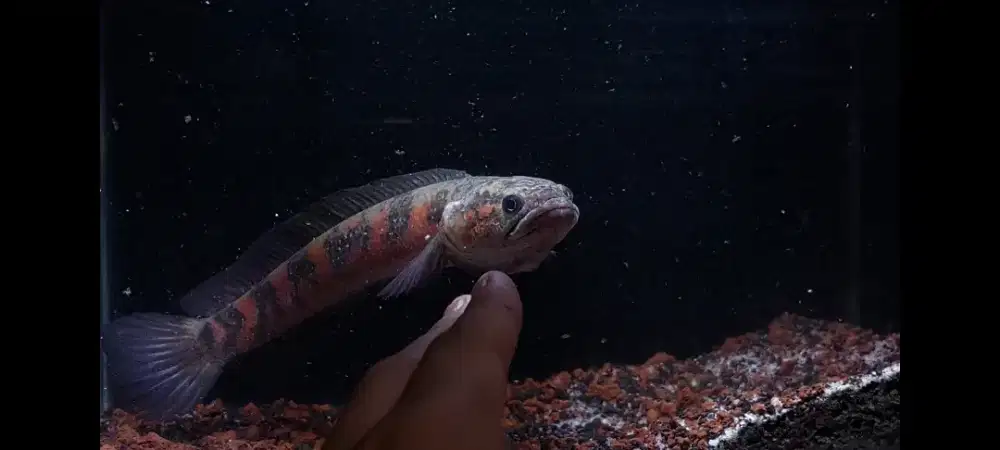 Channa asiatica RS ±22cm