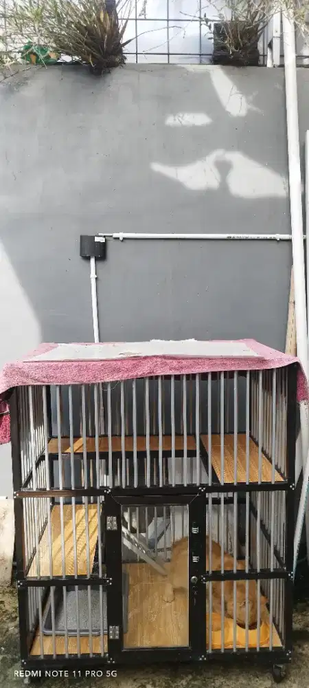 adopt kucing persia plus kandang