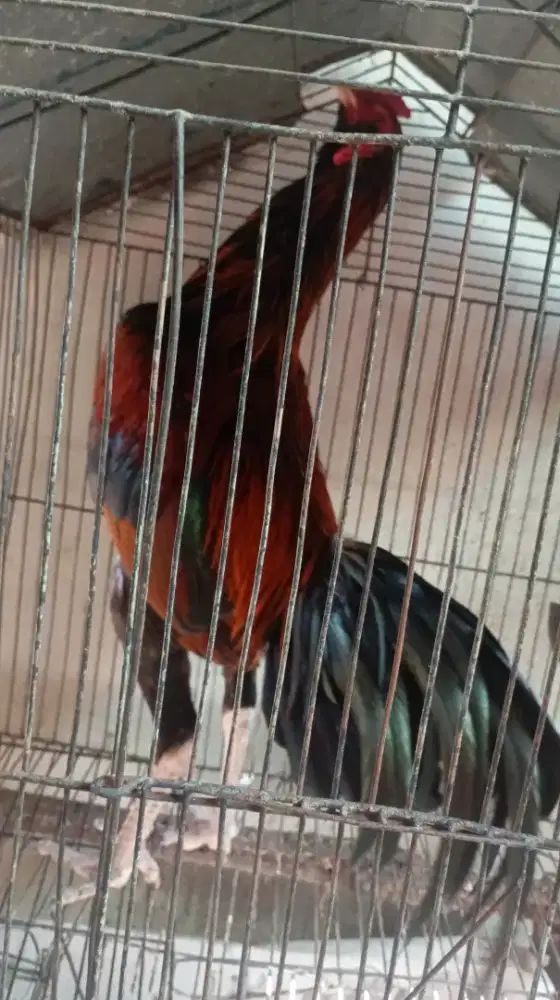 Ayam mangon x pakhoy