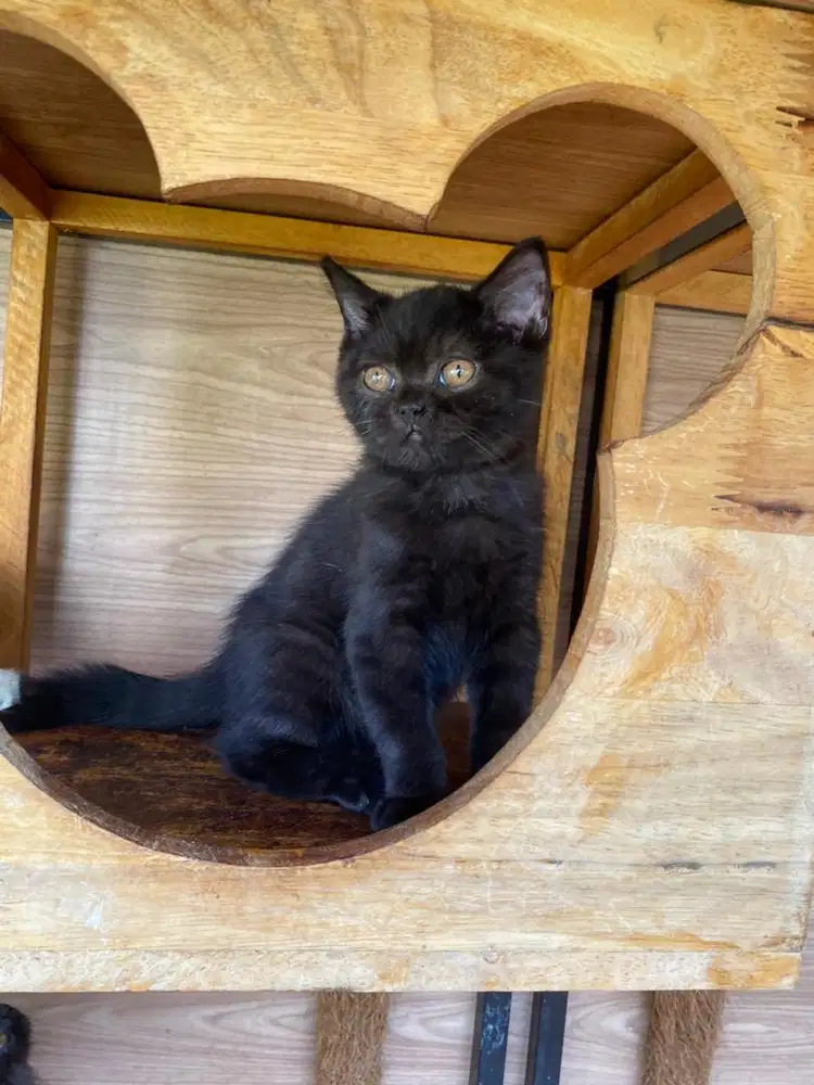 British short hair black solid