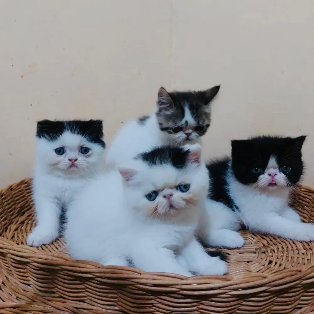 Exo jantan dan betina