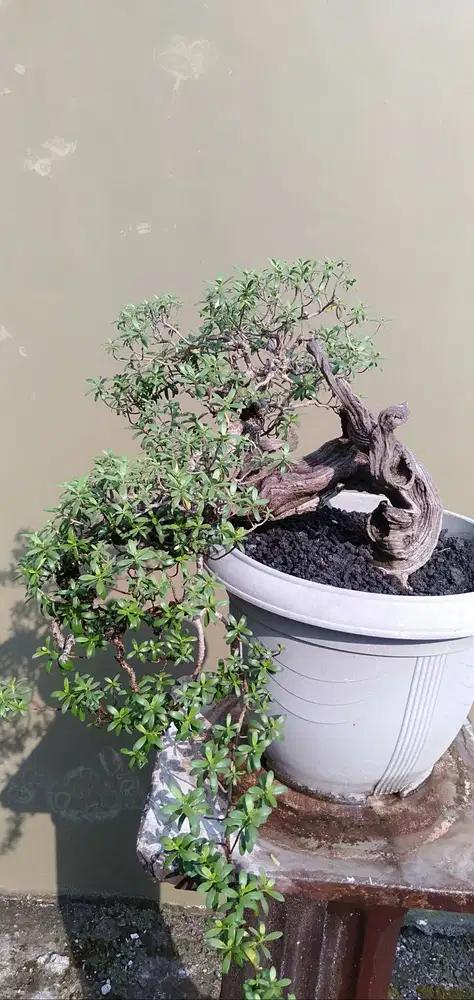Bonsai Santigi ( pemphis acidula )