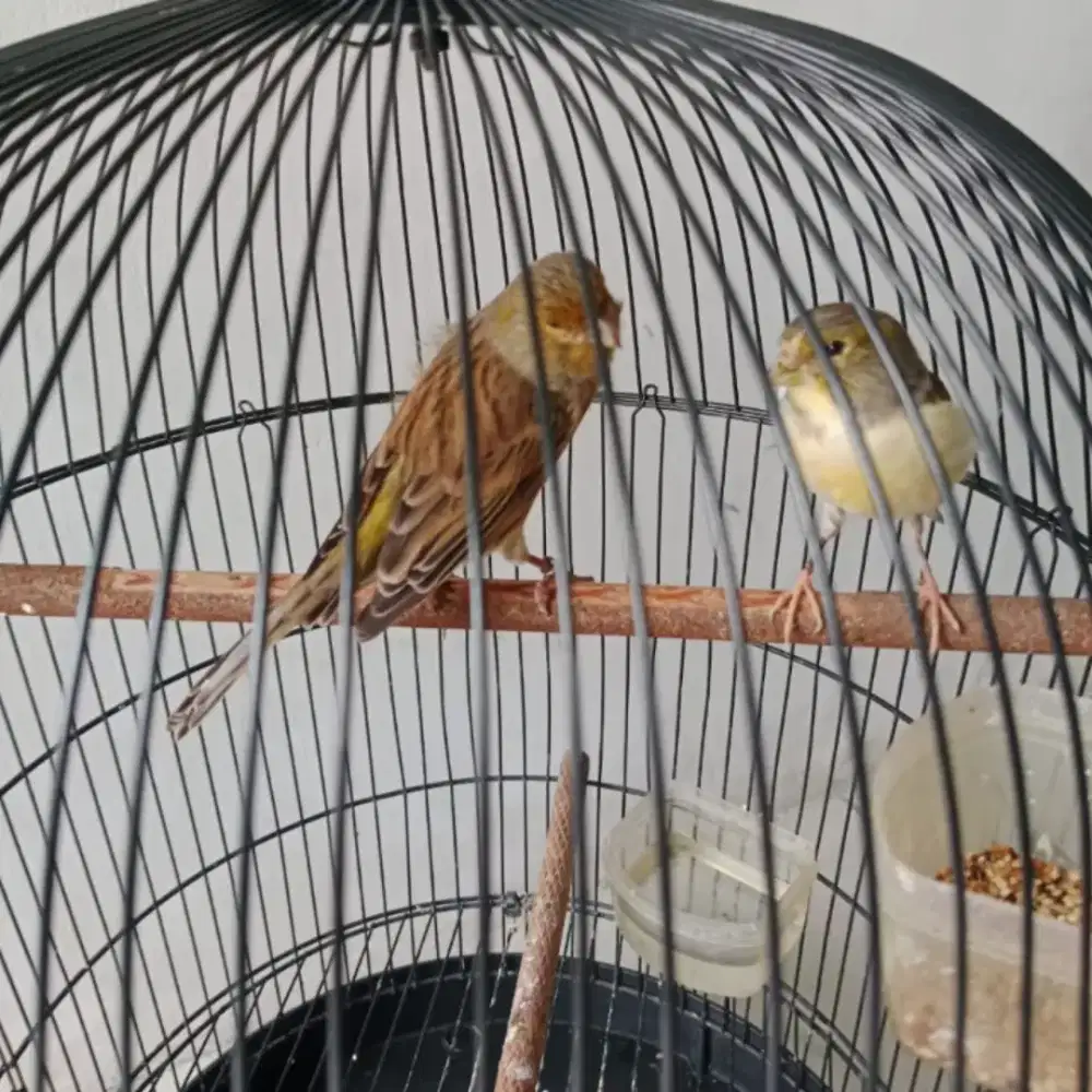 Burung kenari Sepasang