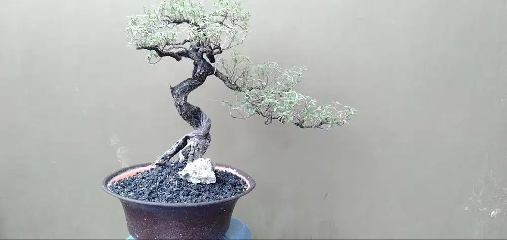 Bonsai Santigi ( pemphis acidula )