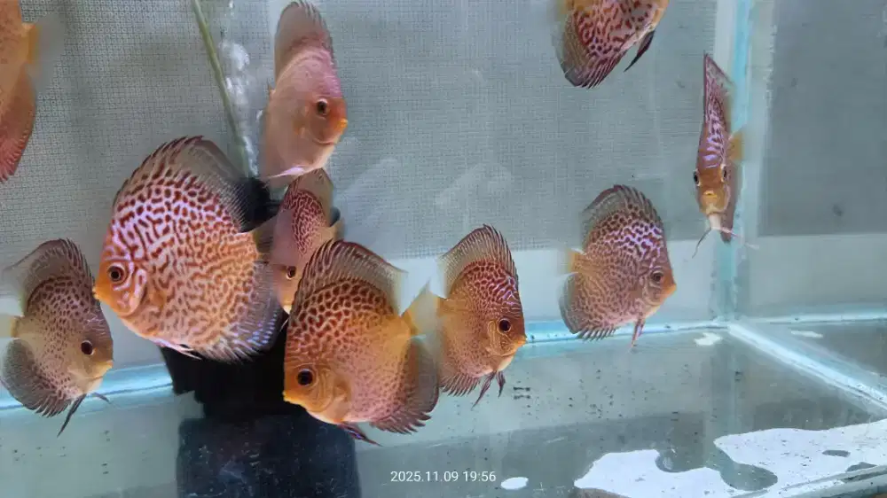 Discus Leopard High body