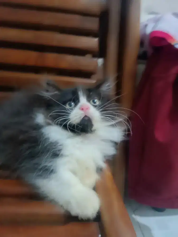 Munsckin longhair jantan 2.5bln