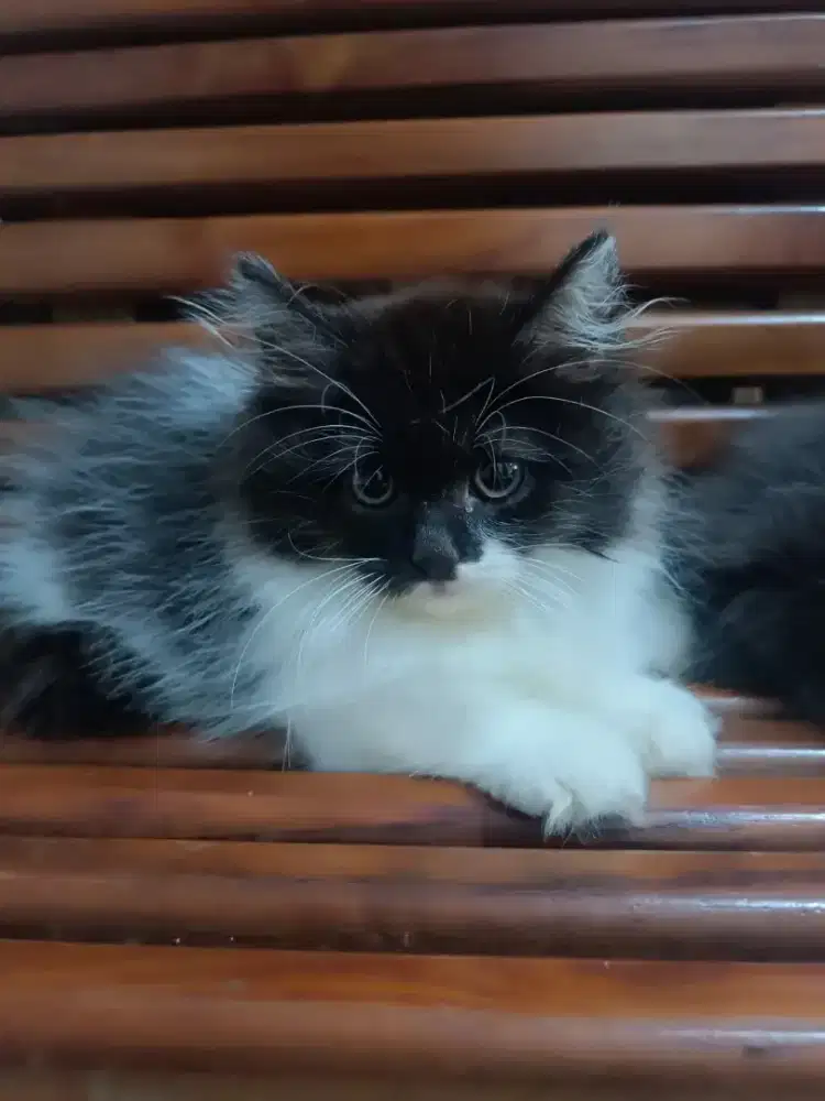 Munckhin longhair 2.5bln