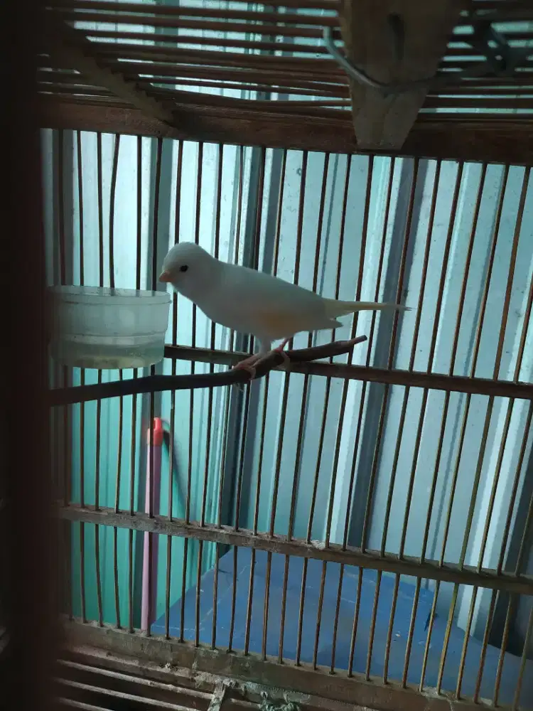 kenari tembean f1 warna putih