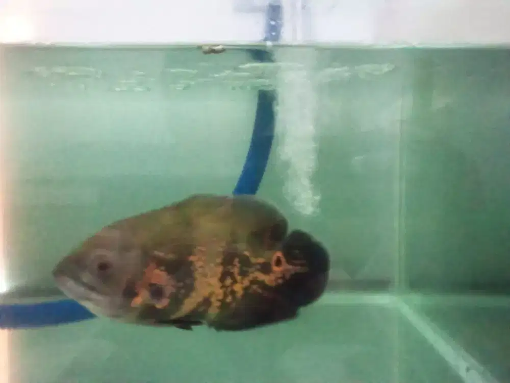 oscar batik dan akuarium