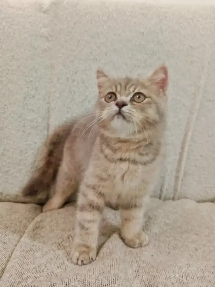 BSH Female NON PED (2 kucing)