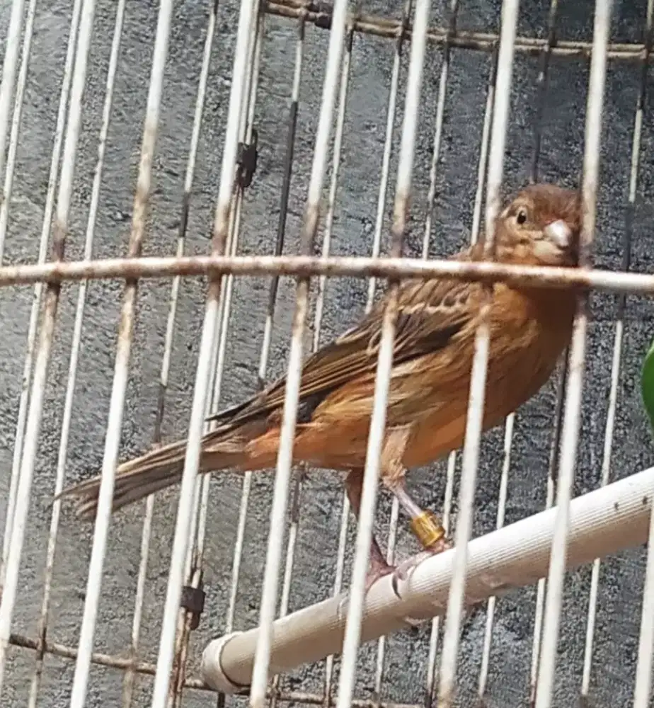 Kenari PAUD jantan black red nonslap