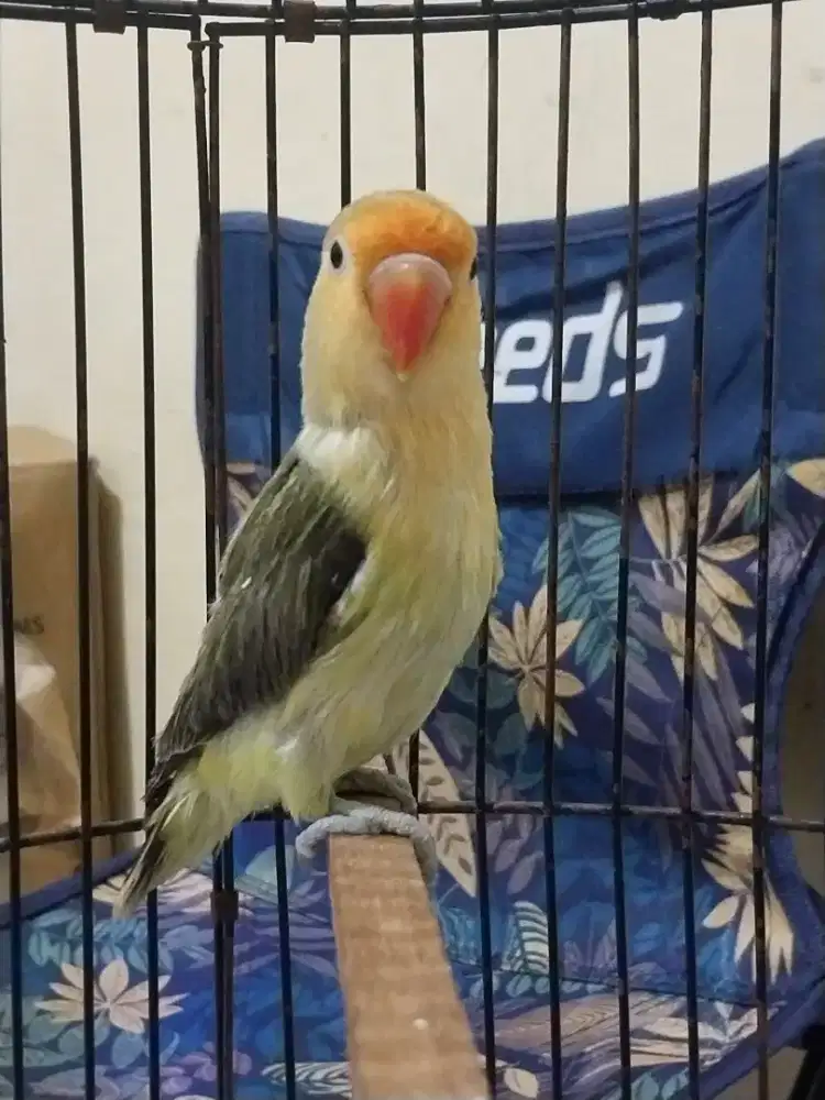 Lovebird paud warna antik burja ngekek panjang