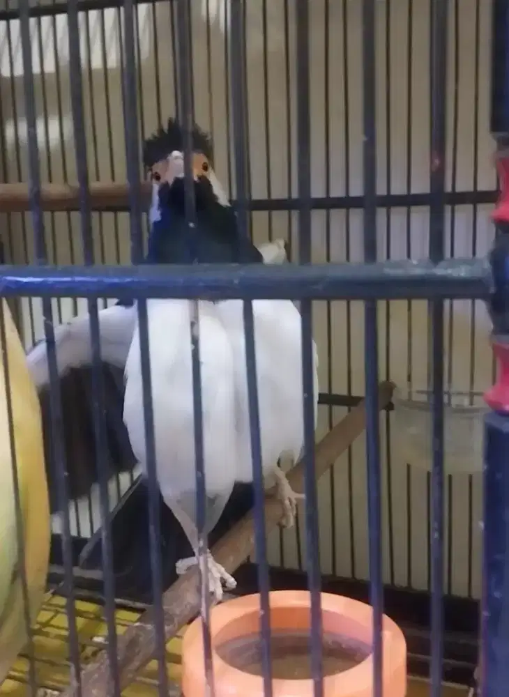 Burung gacor ngerol nembak bagus buat masteran  fullset