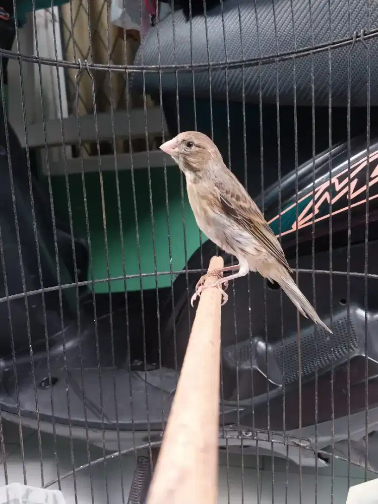 Kenari gacor isian ciblek  fullset